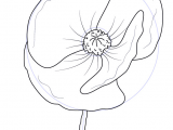 Drawing A Rose Tutorial Learn How to Draw Poppy Flower Poppy Step by Step Drawing