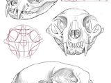 Drawing A Skull Tutorial Cat Skull Anatomy Google Search Cat Tattoo Final Drawi