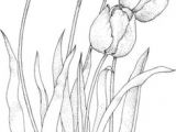 Drawing A Tulip Flowers How to Draw A Tulip Step by Step Drawing Tutorials Draw Flowers