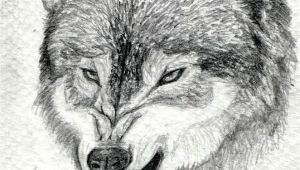 Drawing A Wolf Face How to Draw A Growling Wolf Step 15 Art Drawings Wolf Drawing