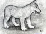 Drawing A Wolf Pup 10 Best Ideas for the House Images Drawings Ideas for Drawing Wolves