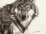 Drawing A Wolf Realistic 109 Best Wolf Images Wolf Drawings Art Drawings Draw Animals
