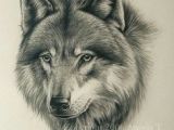 Drawing A Wolf Realistic 180 Best Wolf Drawings Images Drawing Techniques Drawing