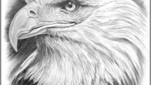Drawing An Eagle Eye 346 Best Eagle Drawing and Painting Images Eagle Drawing Eagle