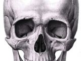 Drawing Anatomical Skull Pin by Yuliya Osyka On Fine Arts Skull Reference Skull Art Drawings