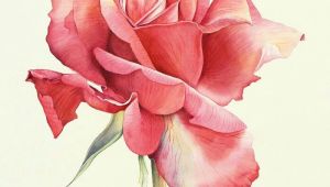 Drawing and Painting A Rose Water Color Painting Rose Watercolour Painting Drawings
