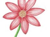 Drawing Beautiful Flowers Step by Step 11 Best Hand Draw Flowers Easy On Any Thing Images Simple Flower