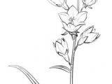Drawing Bell Flowers 1412 Nejlepa A Ch Obrazka Z Nasta Nky Flower Drawings Drawings