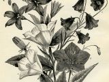 Drawing Bell Flowers Campanula Flower Vintage Botanical Engraving Black and White Clip