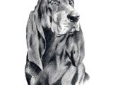 Drawing Black Dogs Black and Tan Coonhound Art Print by Artist Dj Rogers In 2018