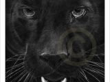 Drawing Black Panther Animal Black Panther Pencil Drawing Print Big Cat Art Artwork Signed by Artist Gary Tymon Ltd Ed 50 Prints 2 Sizes Animal Portrait