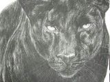 Drawing Black Panther Animal Panther Drawing by John C Skelly