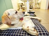 Drawing Blood From A Dog S Leg Bone Infection In Dogs Symptoms Causes Diagnosis Treatment
