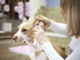 Drawing Blood From Dog S Ear How to Clean Your Dog S Ears