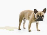 Drawing Blood From Dog S Ear Urinary Tract Infections In Dogs