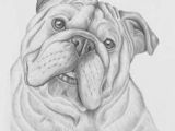 Drawing British Things 88 Best Bulldogs Drawing Images In 2019 English Bulldogs Bulldog