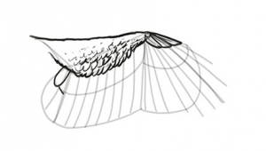 Drawing Cartoon Wings How to Draw and Animate Wings Birds Bats and More Autodesk