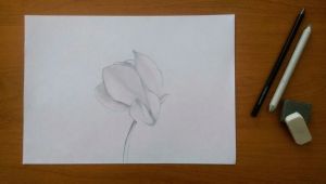Drawing Competition Flowers Sketch Of Cyclamen Flower D as My Submission to the Fourth