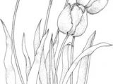 Drawing Craft Flowers 28 Best Line Drawings Of Flowers Images Flower Designs Drawing
