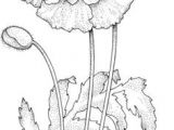 Drawing Craft Flowers Poppy Blossom Coloring Page Art Poppies Pinterest Drawing