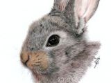 Drawing Cute Animals In Colored Pencil 366 Best Colored Pencil Animals Images In 2019 Draw Animals