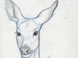 Drawing Deer Eye 35 Best Deer Eyes Images Deer Deer Pictures Taxidermy