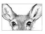Drawing Deer Eye What Colors Can Deer See