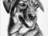 Drawing Dog 3d Awesome Pencil Work Linda Huber Drawings Paintings Pencil