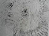 Drawing Dog Charcoal Pencil Dog Sketch Animals Pinterest Sketches Art Art and Doodles