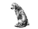 Drawing Dog Charcoal the Shepherd Gsd Sketch Print Charcoal Art Drawing Sketches