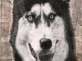 Drawing Dog Charcoal Title Siberian Husky Drawing Medium Charcoal Newspaper Collage I