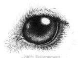 Drawing Dog Eyes Step by Step 163 Best How to Draw Dogs Images Drawing Techniques Drawing