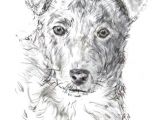Drawing Dog Eyes Step by Step How to Draw A Dog From A Photograph