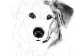 Drawing Dog Go How to Draw A Dog Free Graphite Art Lesson Art Drawing