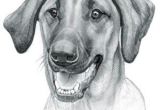 Drawing Dog Go Redbone Coonhound Dog Drawings Pinterest Redbone Coonhound