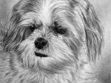 Drawing Dog Hair 17 Best Lhasa Apso Images Animal Paintings Doggies Dog Paintings