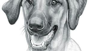 Drawing Dog Names Redbone Coonhound Dog Drawings Redbone Coonhound Dogs Dog