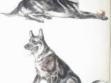 Drawing Dogs by Diana Thorne 43 Best Dog Art Images Dog Portraits Vintage Dog Dog Breeds