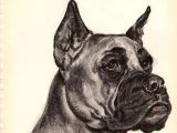 Drawing Dogs by Diana Thorne Diana Thorne Vintage Dog Print Book Plate 13 1 2 X 10 1 4 Etsy