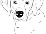 Drawing Dogs Face 112 Best Dog Breed Images Dog Paintings Drawings Of Dogs Doggies
