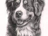 Drawing Dogs In Charcoal Beautiful Bernese Mountain Dog 3 Drawings Of Dogs Mountain Dogs