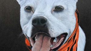 Drawing Dogs In Colored Pencil Pet Portrait Colored Pencil Cody Hale Art Dog Art Pinterest