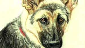 Drawing Dogs In Colour Pencil Drawing Lesson A German Shepherd In Colored Pencil