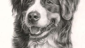 Drawing Dogs In Pastel Beautiful Bernese Mountain Dog 3 Drawings Of Dogs Mountain Dogs