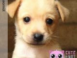 Drawing Dogs Photo Cute Puppies Easy to Draw Wallpaper Dog sophisticated Features Dog