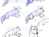 Drawing Dogs Tips Guides to Drawing Wolves How to Pinterest Drawings Animal