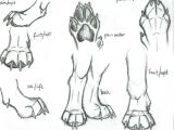 Drawing Dogs Tips Image Result for Anatomical Drawings Dog Paws Interesting