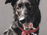 Drawing Dogs with Colored Pencils Img 8597 Copie Colored Pencil Drawing In 2018 Pinterest Dog