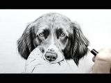 Drawing Dogs Youtube How to Draw A Realistic Dog Nose with Graphite Drawing Tutorial