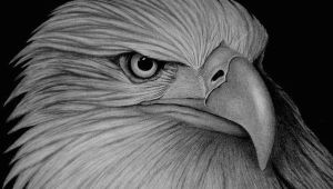 Drawing Eagle Eyes Eagle Amazing Animal Drawings From Great Pencils Illustration